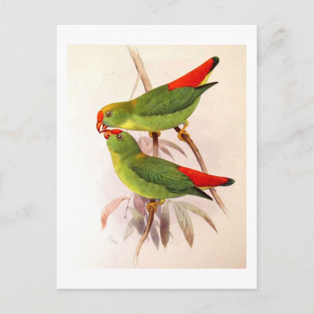 Hanging Parrots Postcard (Front)