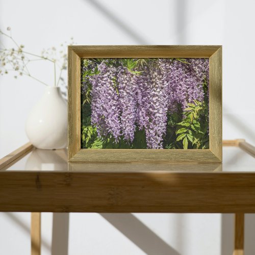 Hanging Purple Wisteria Floral Photo Print