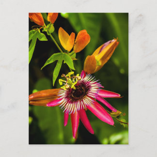 Hanging Red Bromeliad Postcard