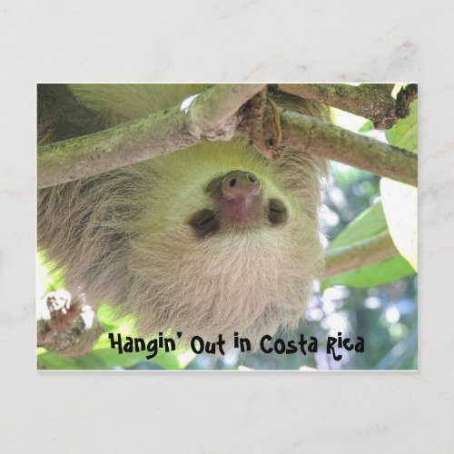 Hanging Sloth in Costa Rica Postcards
