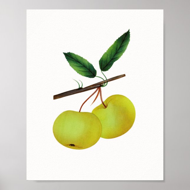 Hanging Soulard Apple Fruit Poster (Front)