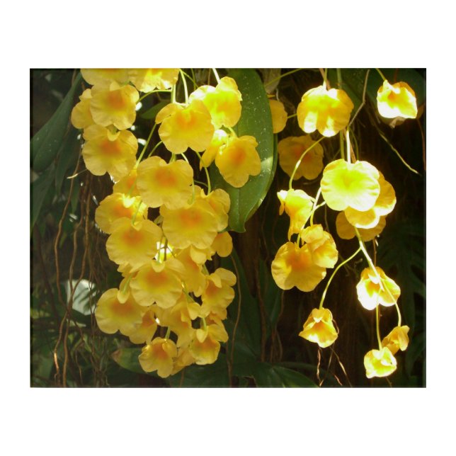 Hanging Yellow Orchids Tropical Flowers Acrylic Print (Front)