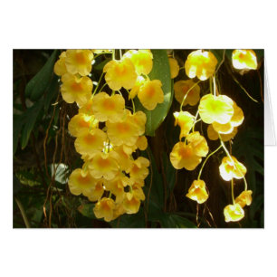 Hanging Yellow Orchids Tropical Flowers Cards