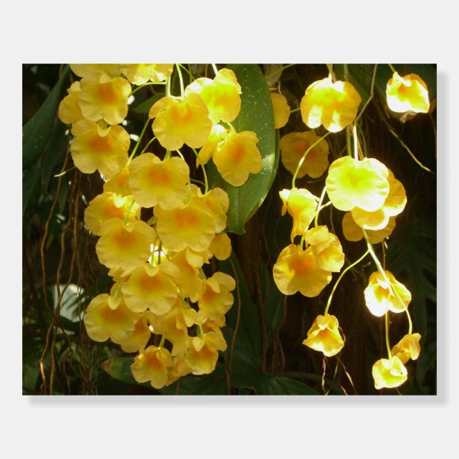 Hanging Yellow Orchids Tropical Flowers Foam Board (Front)