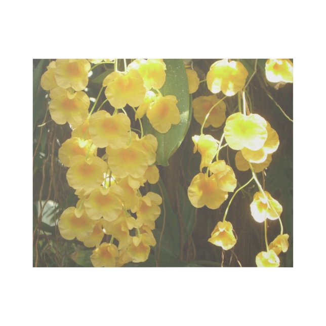 Hanging Yellow Orchids Tropical Flowers Gallery Wrap (Front)