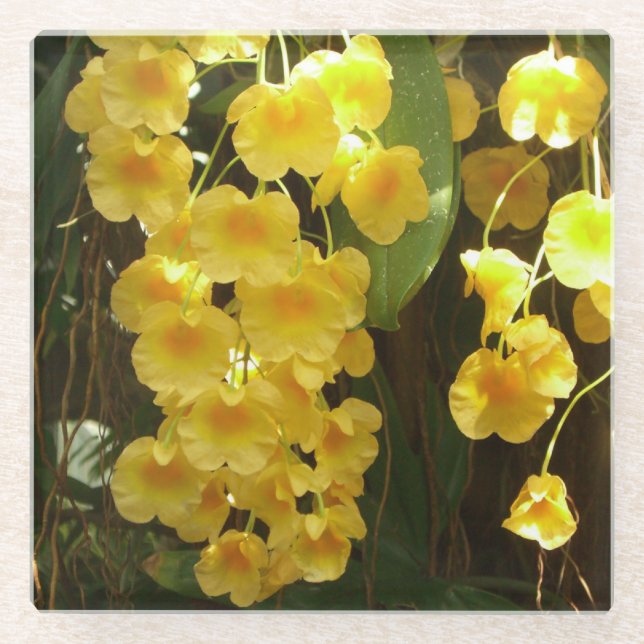 Hanging Yellow Orchids Tropical Flowers Glass Coaster (Front)