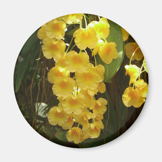 Hanging Yellow Orchids Tropical Flowers Magnet (Front)