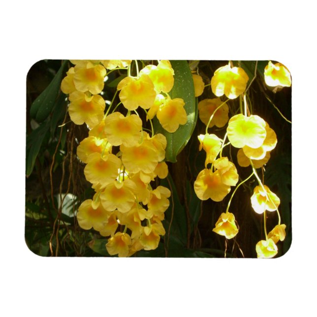 Hanging Yellow Orchids Tropical Flowers Magnet (Horizontal)