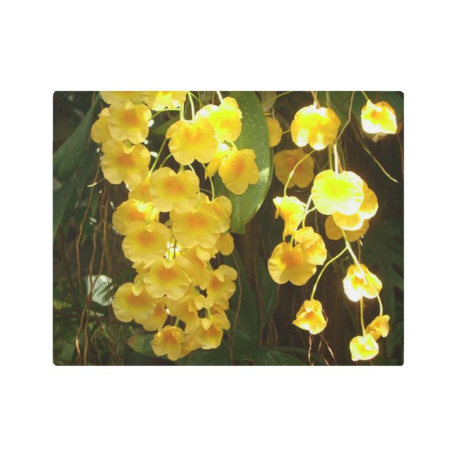 Hanging Yellow Orchids Tropical Flowers Metal Print (Front)