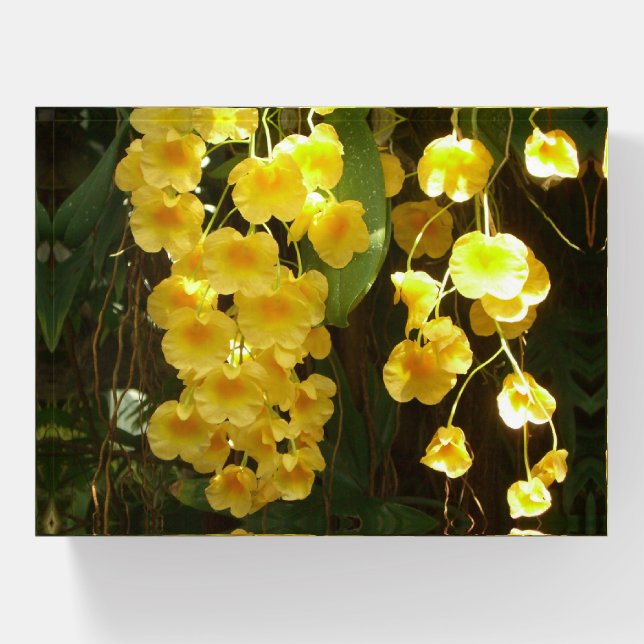 Hanging Yellow Orchids Tropical Flowers Paperweight (Front)