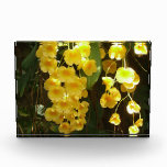 Hanging Yellow Orchids Tropical Flowers Photo Block