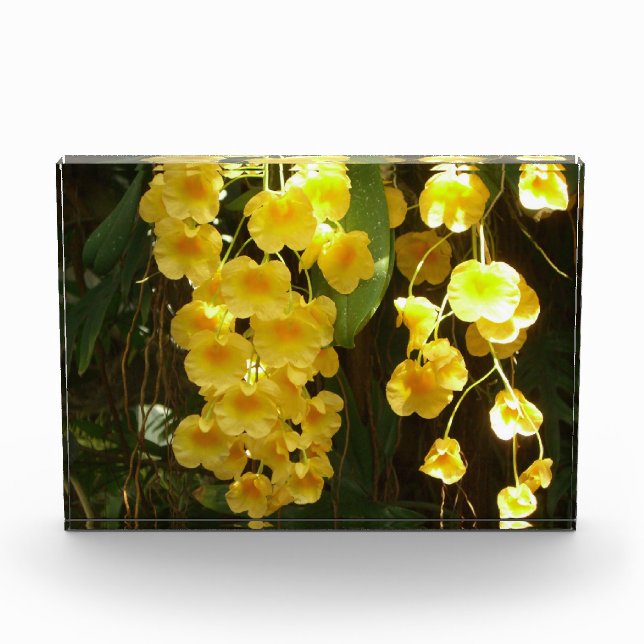 Hanging Yellow Orchids Tropical Flowers Photo Block (Front)