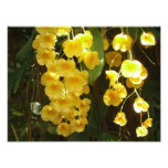 Hanging Yellow Orchids Tropical Flowers Photo Print