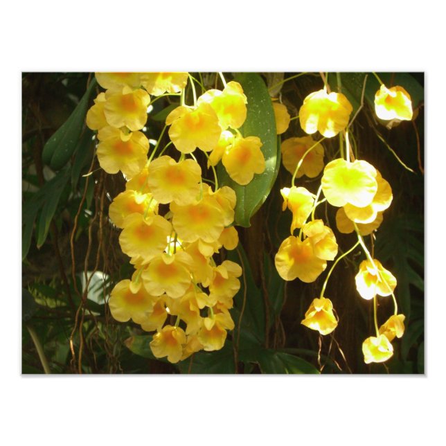 Hanging Yellow Orchids Tropical Flowers Photo Print (Front)
