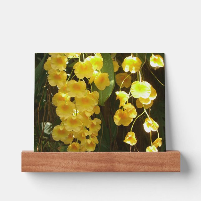 Hanging Yellow Orchids Tropical Flowers Picture Ledge (Front)