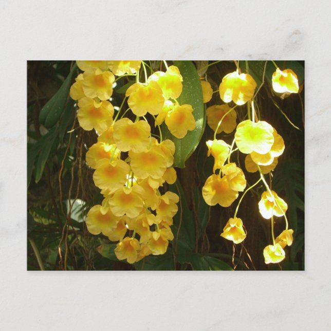 Hanging Yellow Orchids Tropical Flowers Postcard (Front)