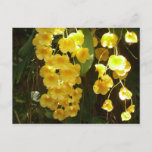 Hanging Yellow Orchids Tropical Flowers Postcard