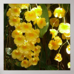 Hanging Yellow Orchids Tropical Flowers Poster