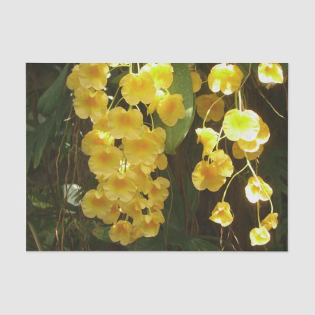 Hanging Yellow Orchids Tropical Flowers Tissue Paper (Front)