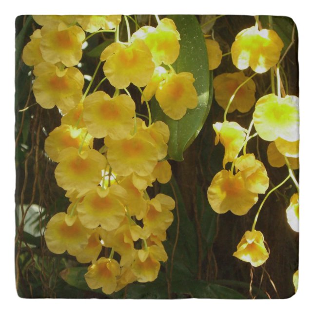 Hanging Yellow Orchids Tropical Flowers Trivet (Front)