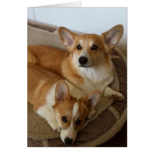 Hank and Milly Cards (Front)