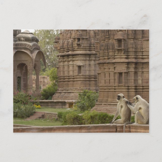 Hanuman Langurs or Black-faced, Common or Gray Postcard (Front)