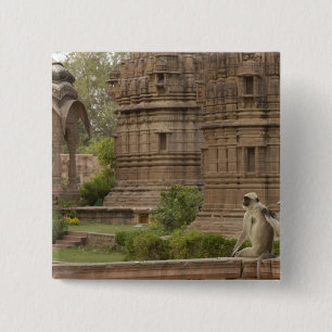 Hanuman Langurs or Black-faced, Common or Grey Button