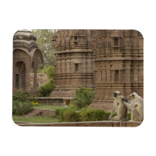 Hanuman Langurs or Black-faced, Common or Grey Magnet