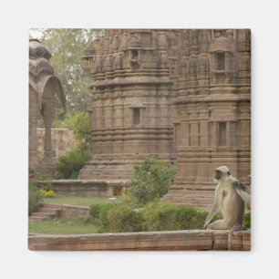 Hanuman Langurs or Black-faced, Common or Grey Magnet