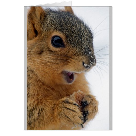 Happiest Squirrel Ever Cards (Front)