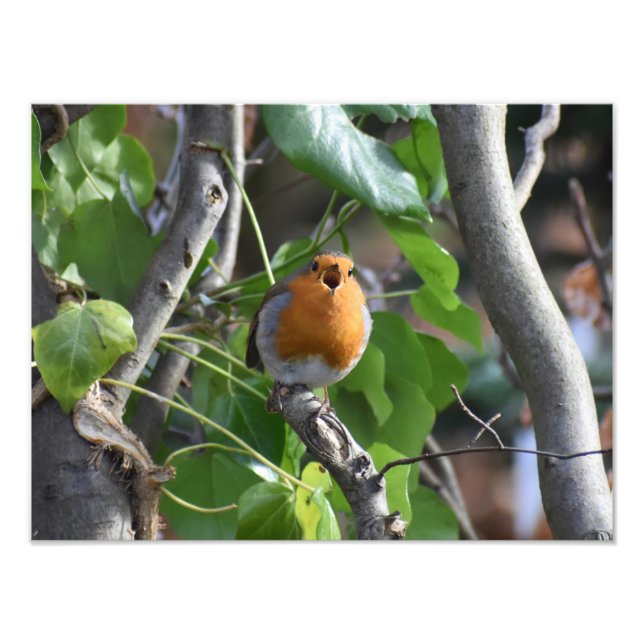 Happily Singing Robin Photo Print (Front)