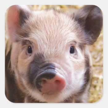 Happines Pig Love Square Sticker by Wonderful12345 at Zazzle