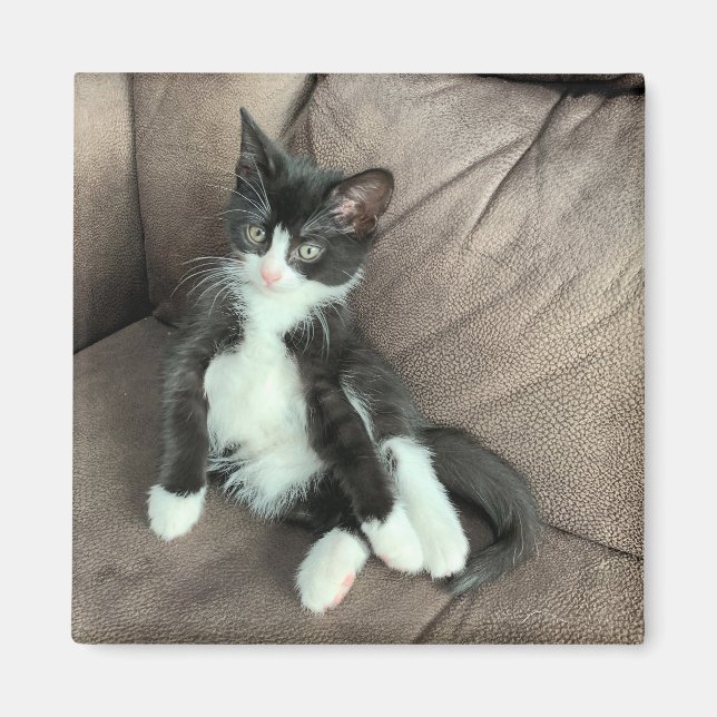 Happiness Kitten Magnet (Front)