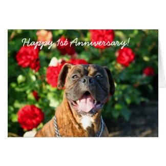 Happy 1st Anniversary Boxer Dog Greeting Card