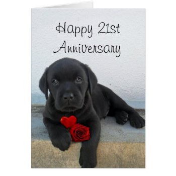 Happy 21st Anniversary Labrador Puppy Card by ritmoboxer at Zazzle