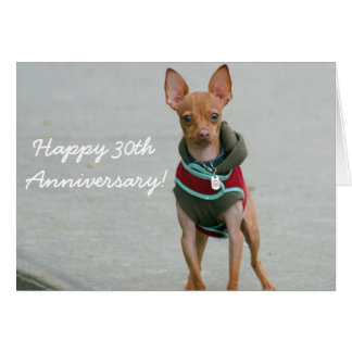 Happy 30th Anniversary chihuahua greeting card