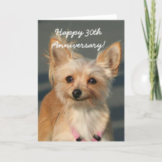 Happy 30th Anniversary Chihuahua Greeting Card