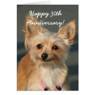 Happy 30th Anniversary Chihuahua Greeting Card