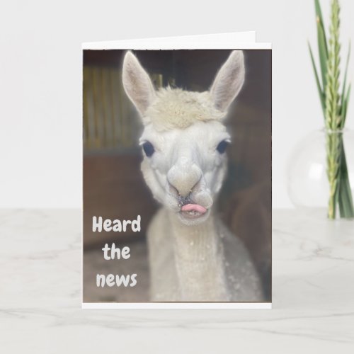 HAPPY 50th  BIRTHDAY from WIDE EYED LLAMA Card