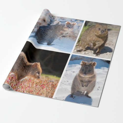 Happy and cute quokka of Australia Wrapping Paper