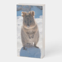 Happy and cute quokka on the beach, Australia