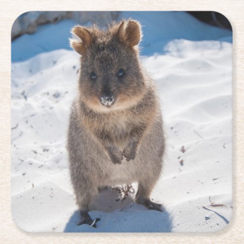 Happy and cute Quokka on the Beach Square Paper Coaster