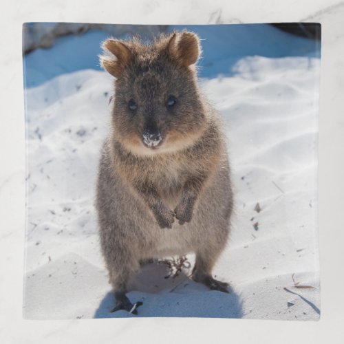 Happy and cute Quokka on the Beach Trinket Tray