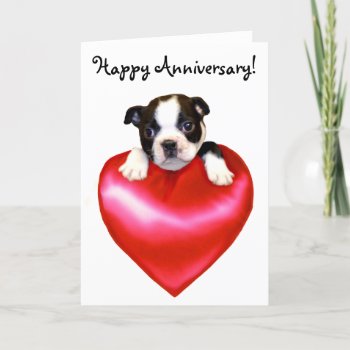 Happy Anniversary Boston Terrier Greeting Card by ritmoboxer at Zazzle