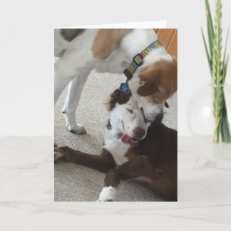 Happy anniversary card, dogs being affectionate. card