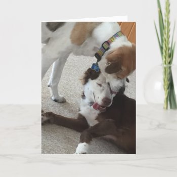 Happy Anniversary Card  Dogs Being Affectionate. Card by PlaxtonDesigns at Zazzle