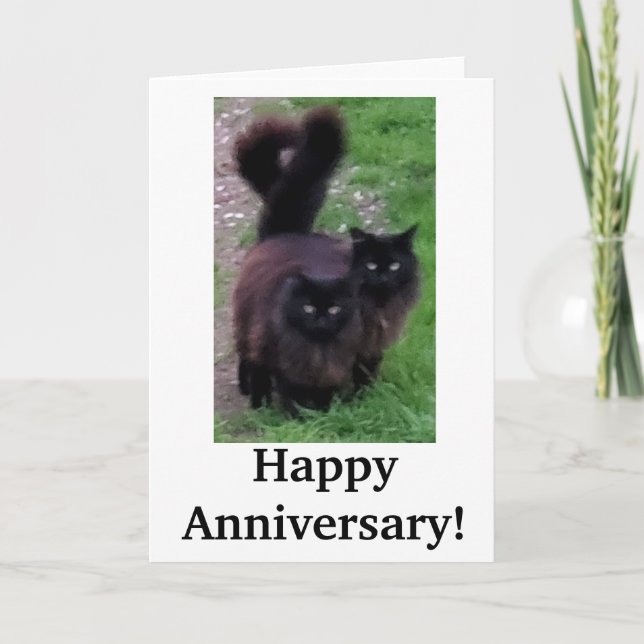 Happy Anniversary Cat Card (Front)