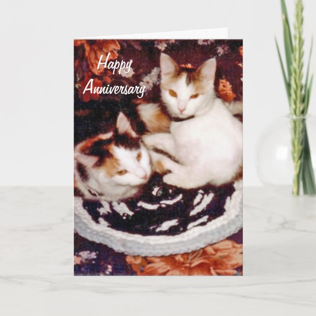 Happy Anniversary Cat Card (Front)