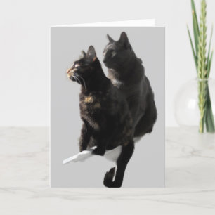 Happy Anniversary Cat Couple Card