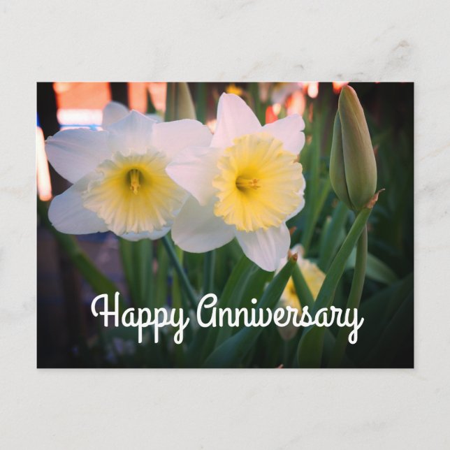 Happy Anniversary Daffodil Postcard (Front)